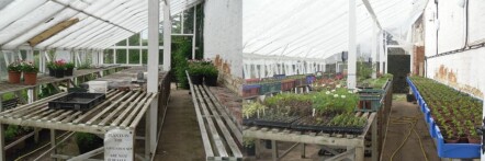 Replacement greenhouse - image 75